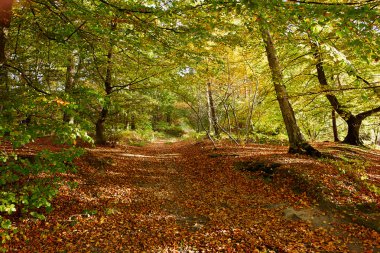 Ormanın içinde kırmızı sarı ve renkli sonbahar sonbahar renkleri