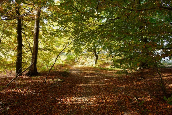 Rouge jaune et coloré automne couleurs d'automne dans la forêt — Photo