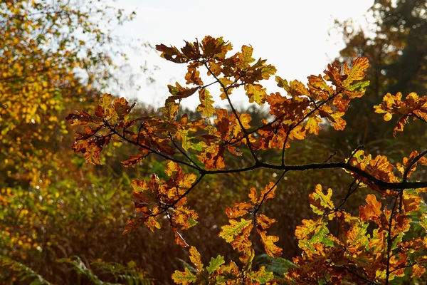 Röd gul och färgglada höstfärger i skogen — Stockfoto