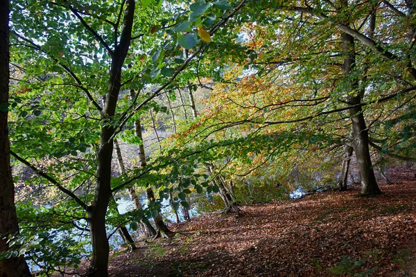 Röd gul och färgglada höstfärger i skogen — Stockfoto