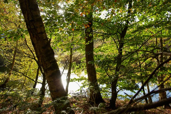 Röd gul och färgglada höstfärger i skogen — Stockfoto