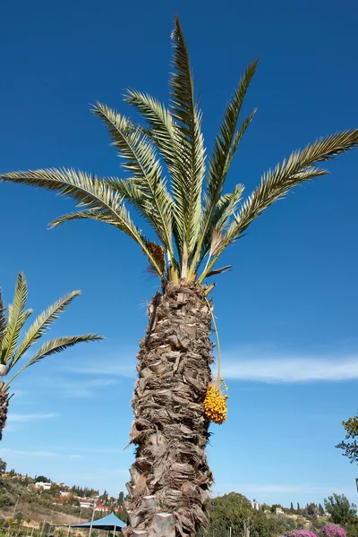 Palma tropicale — Foto Stock