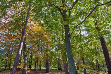 Güzel yemyeşil yeşil orman