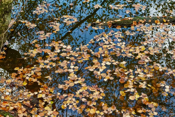 Herbstlaub auf dem Wasser — Stockfoto