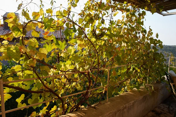 Pergola covered by hanging grapevines grapes — Stock Photo, Image