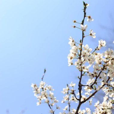 Mavi gökyüzüne karşı çiçek açan kiraz. Kiraz çiçekleri. Bahar arkaplanı