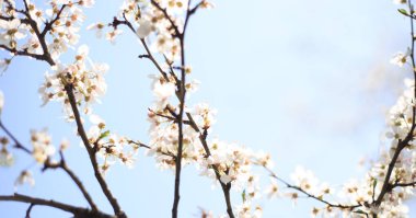 Mavi gökyüzüne karşı çiçek açan kiraz. Kiraz çiçekleri. Bahar arkaplanı