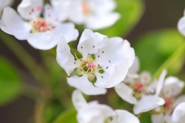 Mavi gökyüzüne karşı çiçek açan kiraz. Kiraz çiçekleri. Bahar arkaplanı