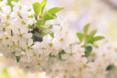 Mavi gökyüzüne karşı çiçek açan kiraz. Kiraz çiçekleri. Bahar arkaplanı