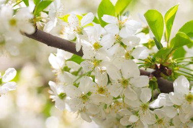 Mavi gökyüzüne karşı çiçek açan kiraz. Kiraz çiçekleri. Bahar arkaplanı