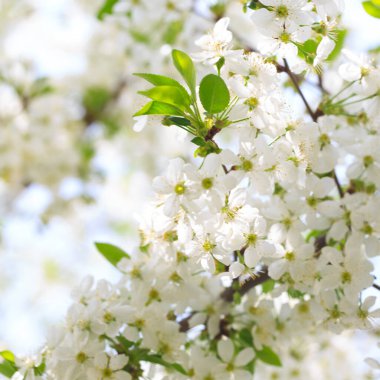 Mavi gökyüzüne karşı çiçek açan kiraz. Kiraz çiçekleri. Bahar arkaplanı