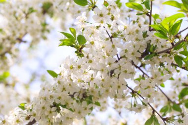 Mavi gökyüzüne karşı çiçek açan kiraz. Kiraz çiçekleri. Bahar arkaplanı
