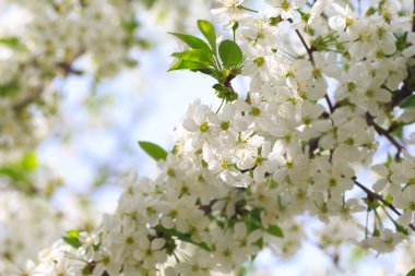 Mavi gökyüzüne karşı çiçek açan kiraz. Kiraz çiçekleri. Bahar arkaplanı