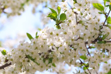 Mavi gökyüzüne karşı çiçek açan kiraz. Kiraz çiçekleri. Bahar arkaplanı