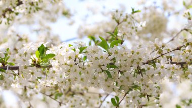 Mavi gökyüzüne karşı çiçek açan kiraz. Kiraz çiçekleri. Bahar arkaplanı