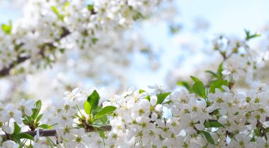 Mavi gökyüzüne karşı çiçek açan kiraz. Kiraz çiçekleri. Bahar arkaplanı