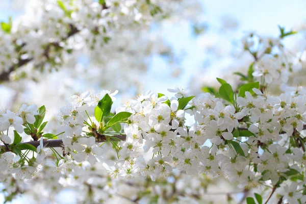 Mavi gökyüzüne karşı çiçek açan kiraz. Kiraz çiçekleri. Bahar arkaplanı