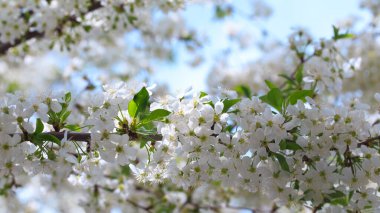 Mavi gökyüzüne karşı çiçek açan kiraz. Kiraz çiçekleri. Bahar arkaplanı