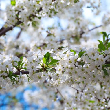 Mavi gökyüzüne karşı çiçek açan kiraz. Kiraz çiçekleri. Bahar arkaplanı