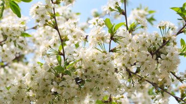 Mavi gökyüzüne karşı çiçek açan kiraz. Kiraz çiçekleri. Bahar arkaplanı