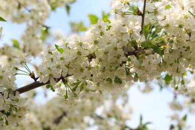 Mavi gökyüzüne karşı çiçek açan kiraz. Kiraz çiçekleri. Bahar arkaplanı