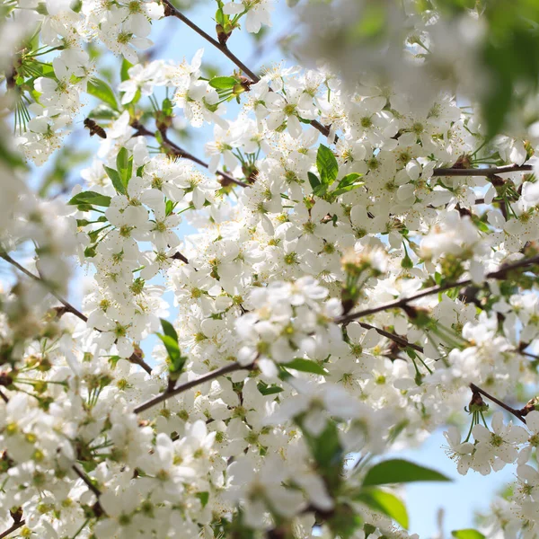 Cereja Florida Contra Céu Azul Flores Cerejeira Fundo Primavera — Fotografia de Stock