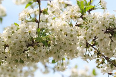 Mavi gökyüzüne karşı çiçek açan kiraz. Kiraz çiçekleri. Bahar arkaplanı