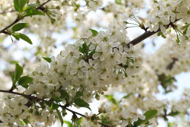 Mavi gökyüzüne karşı çiçek açan kiraz. Kiraz çiçekleri. Bahar arkaplanı