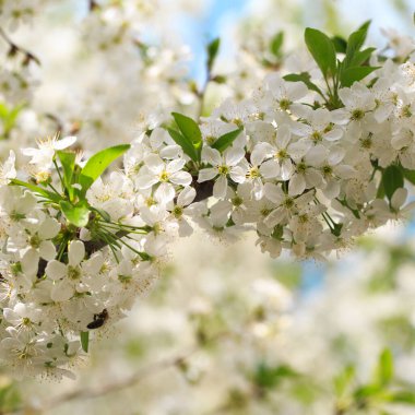 Mavi gökyüzüne karşı çiçek açan kiraz. Kiraz çiçekleri. Bahar arkaplanı