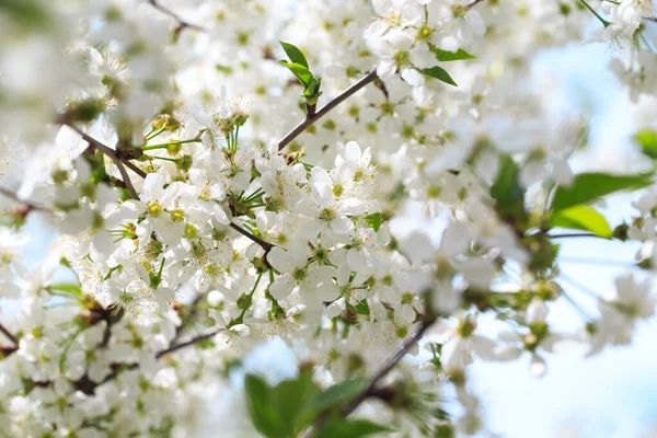 Cereja Florida Contra Céu Azul Flores Cerejeira Fundo Primavera — Fotografia de Stock