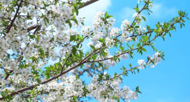 Mavi gökyüzüne karşı çiçek açan kiraz. Kiraz çiçekleri. Bahar arkaplanı