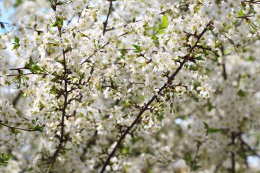 Mavi gökyüzüne karşı çiçek açan kiraz. Kiraz çiçekleri. Bahar arkaplanı