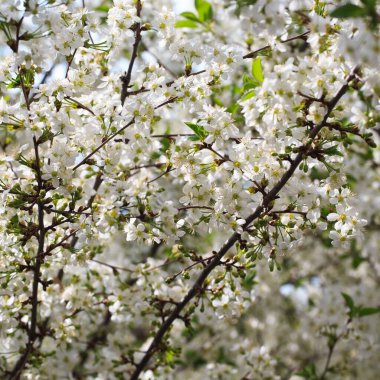 Mavi gökyüzüne karşı çiçek açan kiraz. Kiraz çiçekleri. Bahar arkaplanı