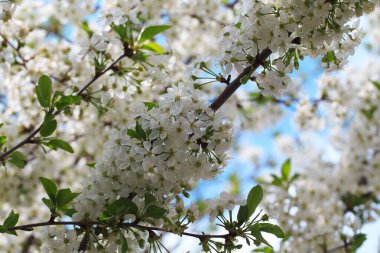 Mavi gökyüzüne karşı çiçek açan kiraz. Kiraz çiçekleri. Bahar arkaplanı