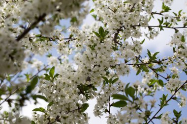 Mavi gökyüzüne karşı çiçek açan kiraz. Kiraz çiçekleri. Bahar arkaplanı