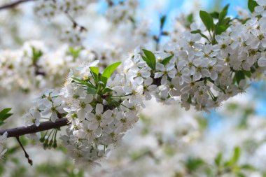 Mavi gökyüzüne karşı çiçek açan kiraz. Kiraz çiçekleri. Bahar arkaplanı