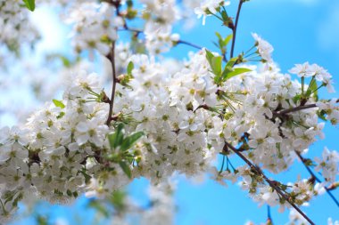 Mavi gökyüzüne karşı çiçek açan kiraz. Kiraz çiçekleri. Bahar arkaplanı
