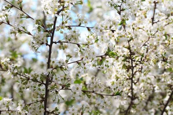 Cereja Florida Contra Céu Azul Flores Cerejeira Fundo Primavera — Fotografia de Stock