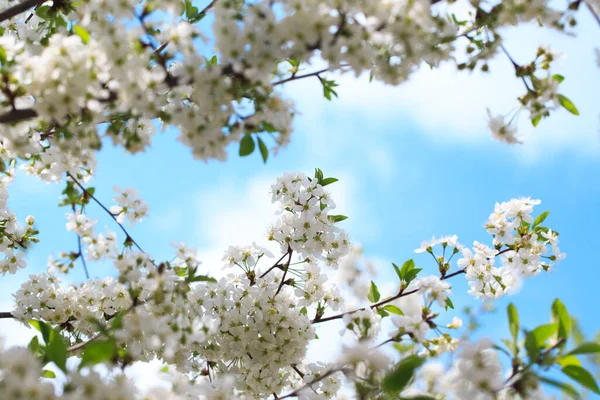 Cereja Florida Contra Céu Azul Flores Cerejeira Fundo Primavera — Fotografia de Stock