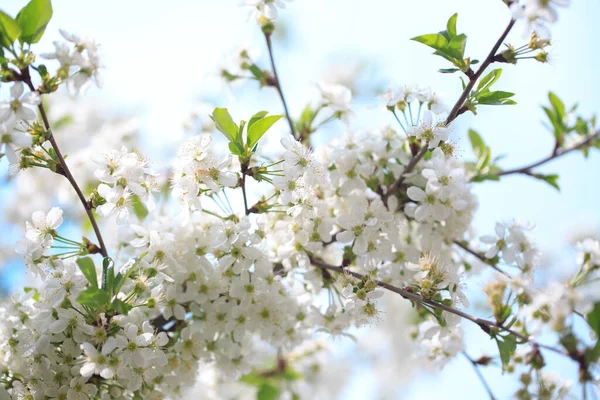 Cereja Florida Contra Céu Azul Flores Cerejeira Fundo Primavera — Fotografia de Stock