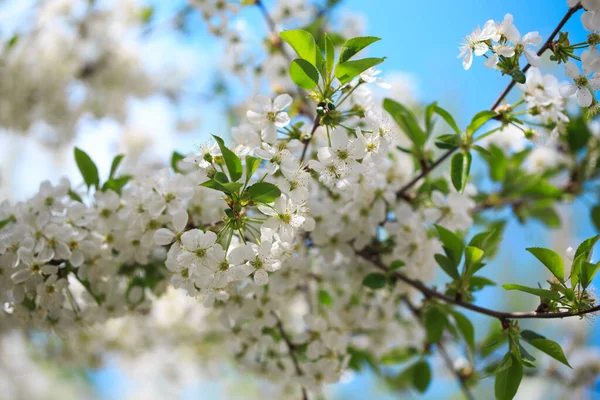 Mavi gökyüzüne karşı çiçek açan kiraz. Kiraz çiçekleri. Bahar arkaplanı