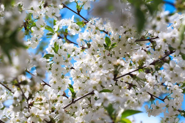 Cereja Florida Contra Céu Azul Flores Cerejeira Fundo Primavera — Fotografia de Stock