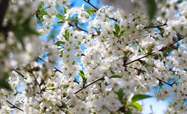 Cereja Florida Contra Céu Azul Flores Cerejeira Fundo Primavera — Fotografia de Stock