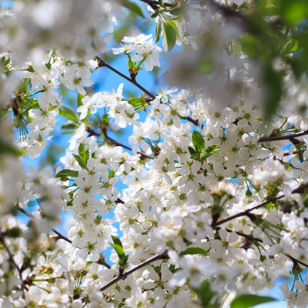 Cereja Florida Contra Céu Azul Flores Cerejeira Fundo Primavera — Fotografia de Stock