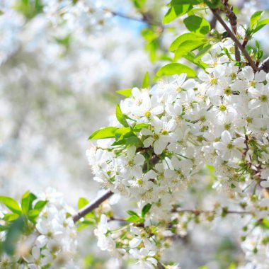 Mavi gökyüzüne karşı çiçek açan kiraz. Kiraz çiçekleri. Bahar arkaplanı