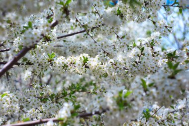 Mavi gökyüzüne karşı çiçek açan kiraz. Kiraz çiçekleri. Bahar arkaplanı