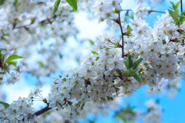 Mavi gökyüzüne karşı çiçek açan kiraz. Kiraz çiçekleri. Bahar arkaplanı