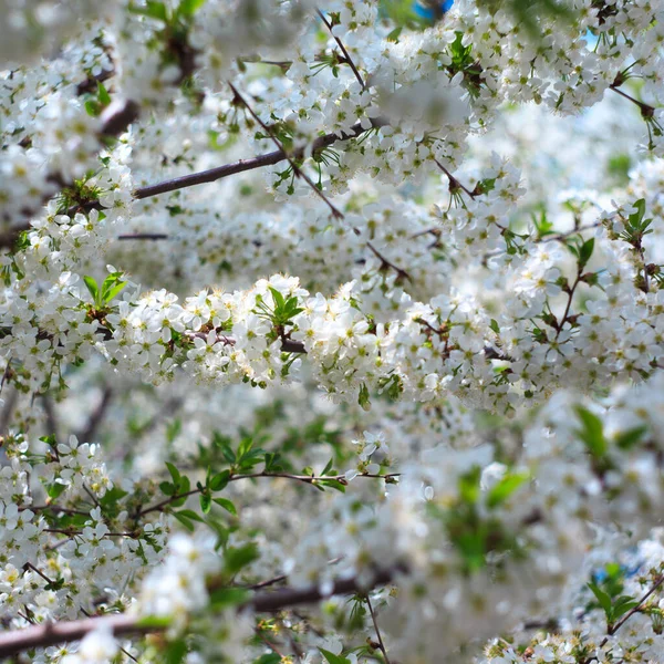 Cereza Que Florece Contra Cielo Azul Flores Cerezo Fondo Primavera — Foto de Stock