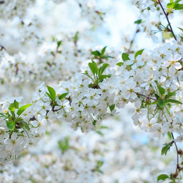 Cereja Florida Contra Céu Azul Flores Cerejeira Fundo Primavera — Fotografia de Stock