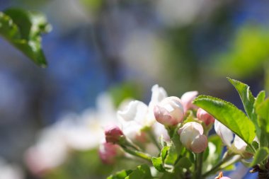Elma çiçekleri, bulanık doğa arka planının üzerinde çiçek açar. Bahar çiçekleri. Bahar Arkaplanı
